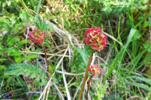 Sanguisorba minor (1).jpg_product